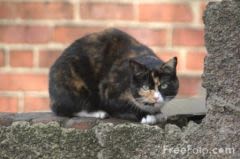 Biodiversité : le chat domestique en ligne de mire