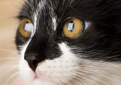 Les chats envahissent la toile