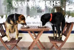 Allemagne : une boucherie pour les chiens et chats