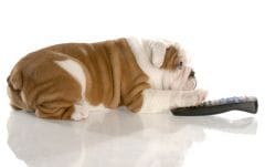 Les chiens deviennent accrocs à la télé !