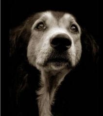Chiens à l’adoption : des regards qui en disent long