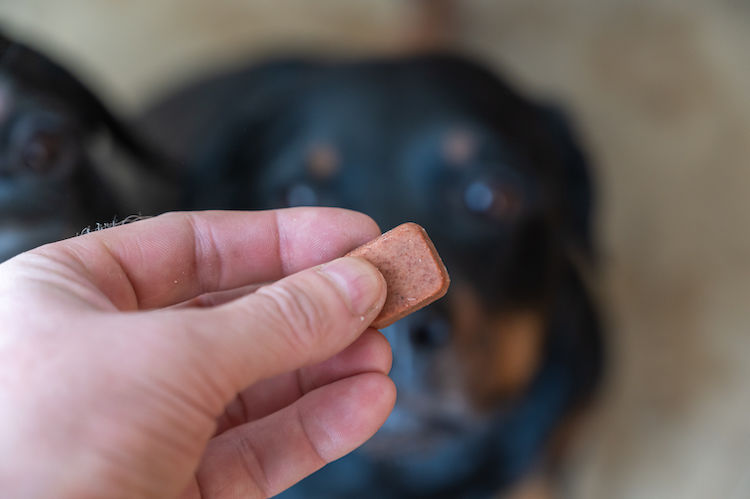 Chewing-gum : un risque d&rsquo;intoxication pour le chien