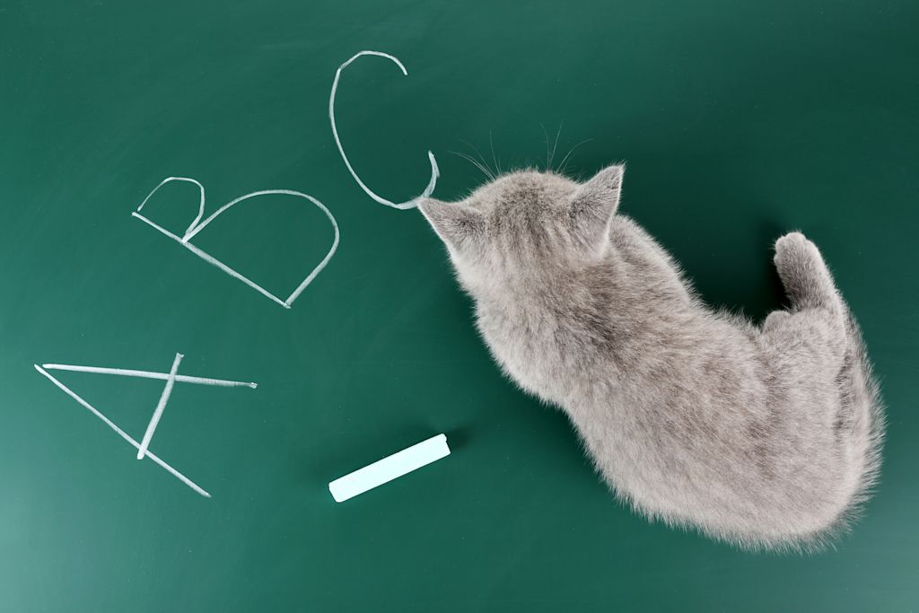 Chat intelligent