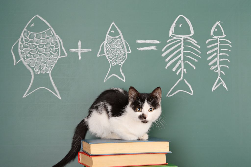 Chat devant une équation