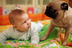 Chiens et bébés : plus forts face aux infections