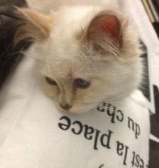 Le chat de Karl Lagerfeld aux côtés de Laetitia Casta