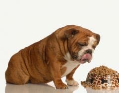 Boulimie du chien et chat : signe de stress ou de maladie