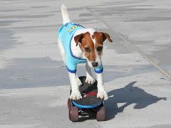 Uggie, The Artist : un chien publie ses mémoires