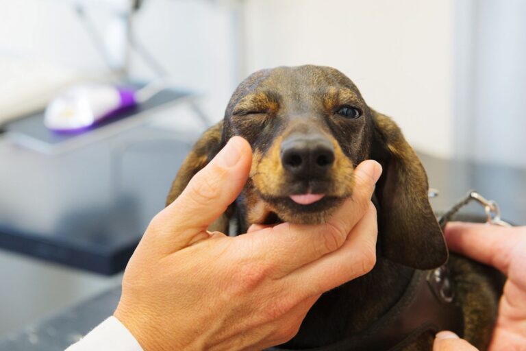 kératoconjonctivite : un problème de larmes chez le chien