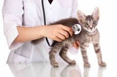 Peur du vétérinaire : diminuer le stress du chien ou chat