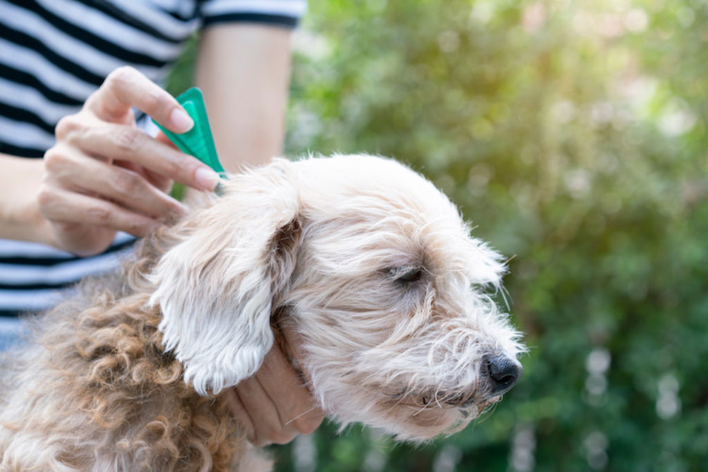 pipette anti puces chien