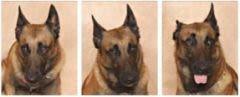 Les humains capables d’identifier les émotions de leur chien