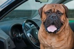 Mal des transports chez le chien et chat : quelles solutions