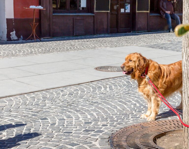 Coussinets du chien : prévenir les risques de brûlure