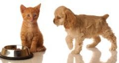 Obésité chez les chiens et chats : un mal européen