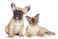 Chien, chat et déménagement : gérer le changement