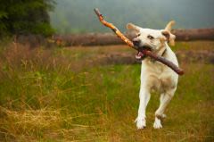 Balles, bâtons… attention aux jeux dangereux chez le chien