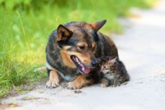 Intoxications chez le chien et chat en été : quels risques ?