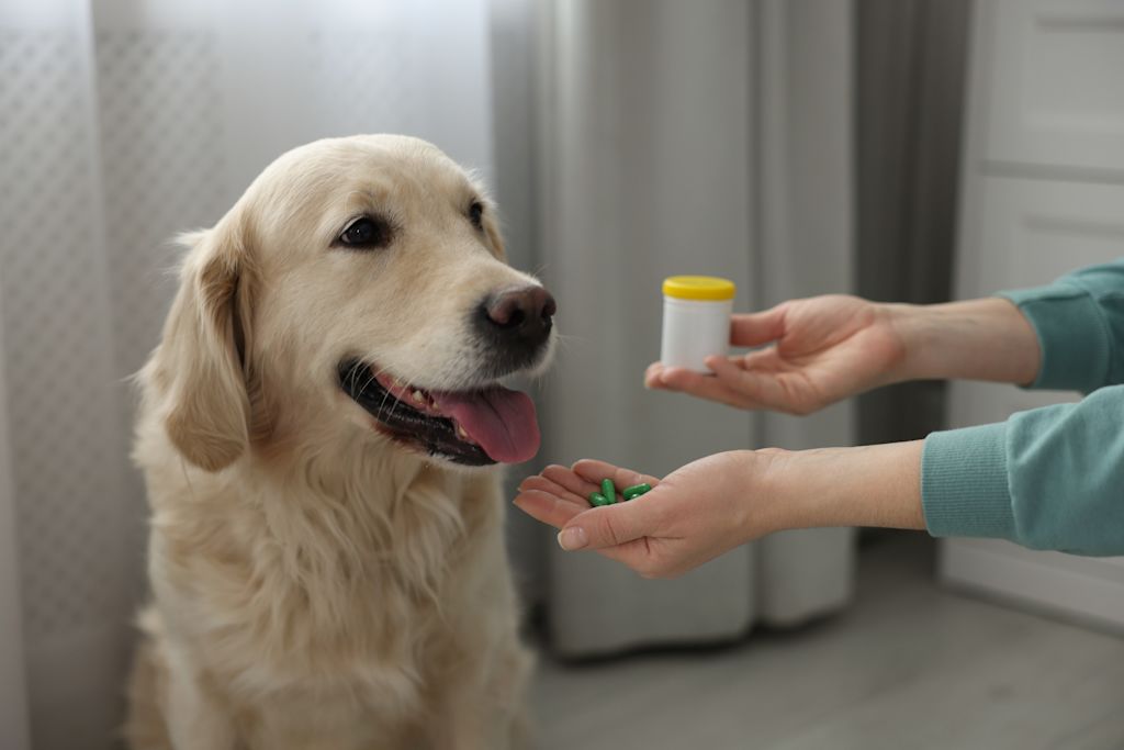 medicament hypothyroidie chien golden retriever