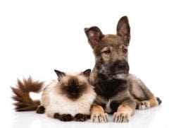 Fièvre, température: comment la prendre chez le chien et chat