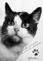 Un chat persan bientôt envoyé dans l’espace