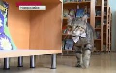 Russie : un chat employé dans une bibliothèque !