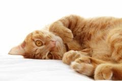Ronronnement du chat : un son qui garde bien des mystères