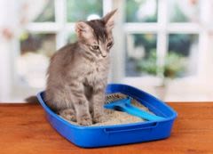 Constipation chez le chien et le chat : quand s&rsquo;inquiéter ?