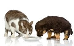 Vitamines et compléments pour chien et chat : est-ce utile ?
