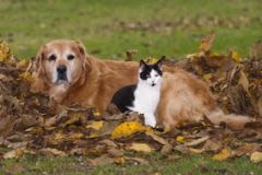 Chien et chat en automne : des conseils pour leur santé