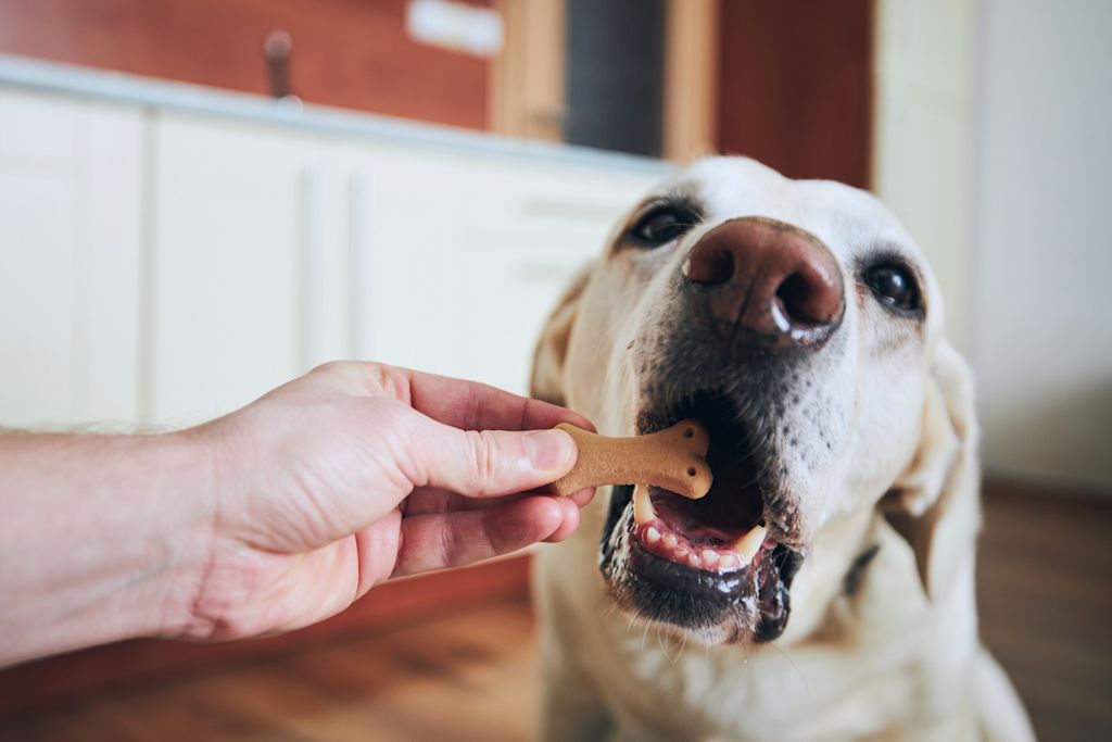 Friandises chien
