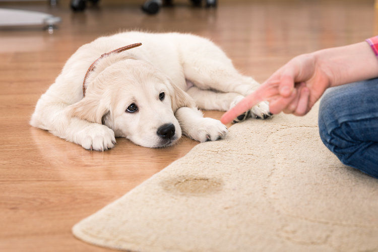 Pourquoi le chien fait un pipi de joie et que faire ?