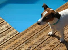 Chien, chat et piscine : une mise en hivernage sans risque