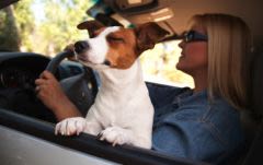 Chien en voiture : voyager en toute sécurité