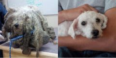Chien errant : Shrek sauvé par une vétérinaire
