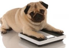 Surpoids : un risque pour l’espérance de vie des chiens