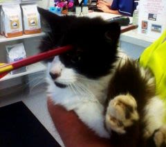 Chat miraculé : Moo Moo, sauvé par la médecine vétérinaire