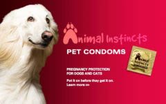 Reproduction chien et chat : des préservatifs pour animaux !