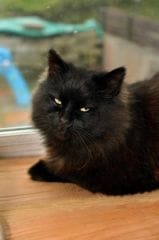Morsures, griffures : un chat terreur du quartier