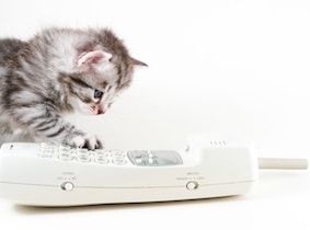 SMS : un chat très doué