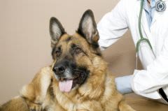 Hémophilie : des espoirs pour le chien et l’Homme