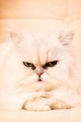 Le chat reconnaît la voix de son maître mais l’ignore !
