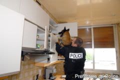 Accident : un chien policier s’étouffe avec son jouet
