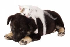 Accueillir un animal: bien démarrer avec son chien ou chat