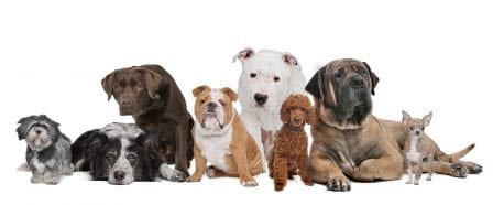 Faut-il faire castrer son chien ou son chat ?