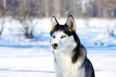 Cancer du chien : des chercheurs remontent aux origines