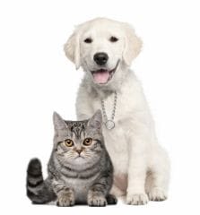 Chiens, chats… et maîtres sous contrôle au Canada