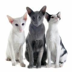 Votre chat vous voit comme un autre chat, en plus grand