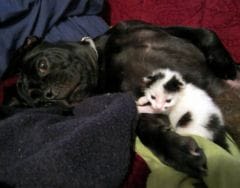 Cane corso : il sauve un chaton abandonné de 2 jours