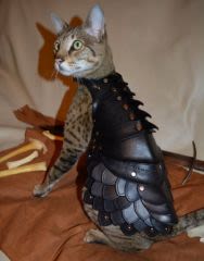 Une armure pour chat de combat !